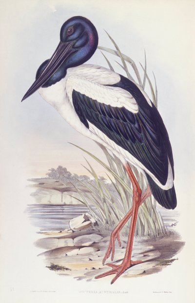 コウノトリ（Ephippiorhynchus asiaticus）、ジョン・グールドによるエングレーヴィング 作： John Gould