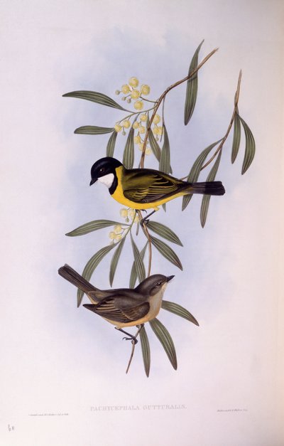 ウグイス嬢（Pachycephala melanura）、ジョン・グールドの版画 作： John Gould