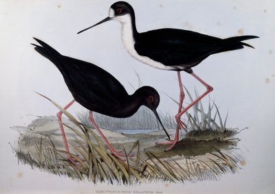 セイタカクチマガリ（Himantopus novaezelandiae）、「Birds of Australia」の刻印 作： John Gould
