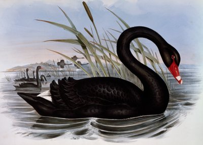 ブラックスワン（Cygnus atratus）、「Birds of Australia」の刻印 作： John Gould