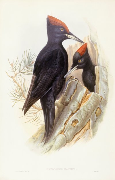 ブラック・ウッドペッカー（Dryocopus martius）、ジョン・グールドによるエングレーヴィング 作： John Gould
