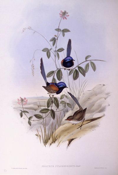 ブルーブレスト・フェアリーライトン（Malurus pulcherrimus）、ジョン・グールドによるエングレーヴィング 作： John Gould