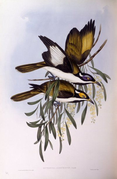 ブルーフェイス・ハニーイーター（Entomyzon cyanotis）、ジョン・グールドによるエングレーヴィング 作： John Gould