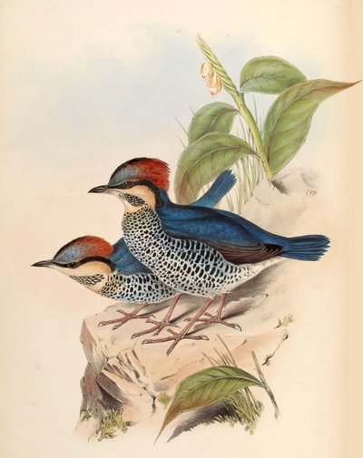 ブルーピッタピッタシアニアブライス 作： John Gould