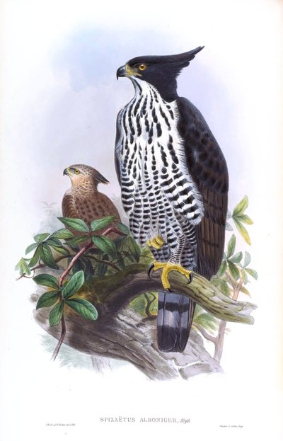 ブライスホークイーグルNisaetus alboniger（Gmelin） 作： John Gould