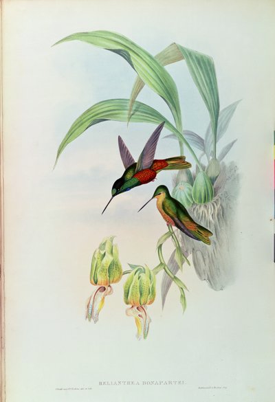 ボナパルトのスターフロントハチドリ（色付きのリソ） 作： John Gould