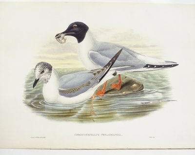 ボナパルトカモメ（Larus philadelphia）、イラスト 作： John Gould