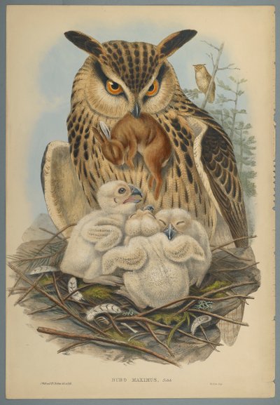 Bubo Maximus：フクロウ（織り紙にカラーリソ） 作： John Gould