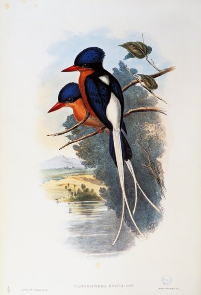バフブレスト・パラディス・キングフィッシャー（Tanysiptera sylvia） 作： John Gould
