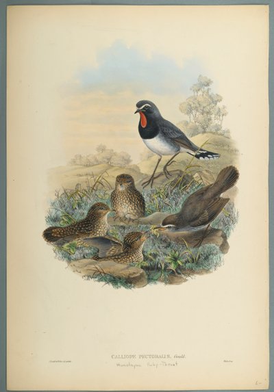 Calliope Pectoralis（織り紙のカラーリソ） 作： John Gould