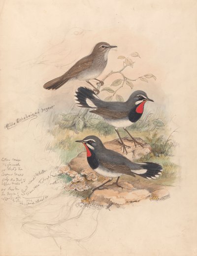 Calliope Tschebaiewi、Prjev。 作： John Gould