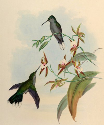 Campylopterus latipennis = Campylopterus largipennis 作： John Gould