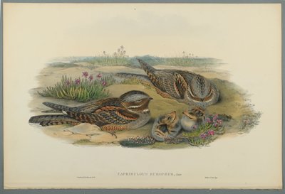 Caprimulgus Europaeus（織り紙にカラーリソ） 作： John Gould