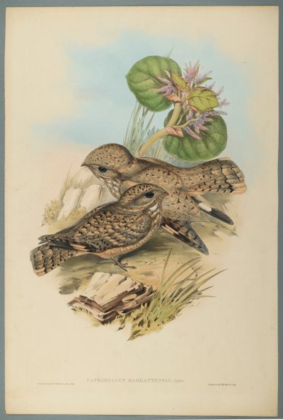 Caprimulgus Mahrattensis、Nightjar（織り紙にカラーリソ） 作： John Gould