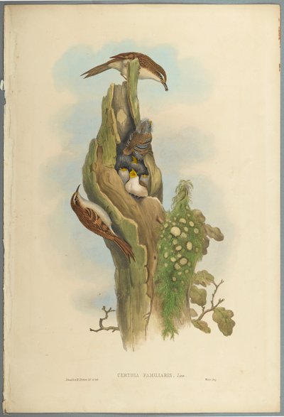 Certhia Familiaris-Tree Creeper（織り紙にカラーリソ） 作： John Gould