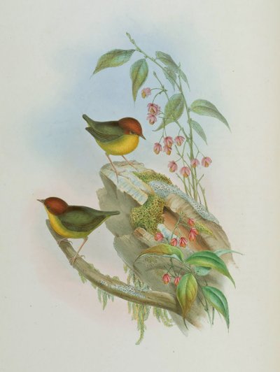 Cettia castaneocoronata 作： John Gould