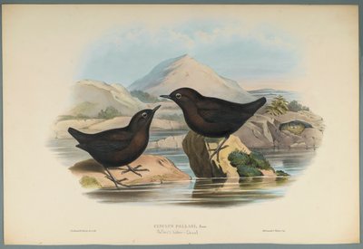 Cinclus Pallasi：Pallas Water Ouzel（織り紙にカラーリソ） 作： John Gould