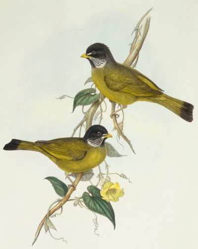 襟付きフィンチビル（Spizixos semitorques）、ジョン・グールドによるエングレーヴィング 作： John Gould