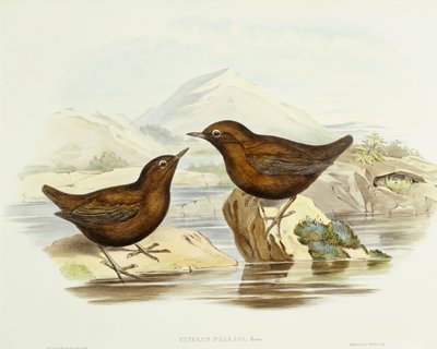 襟付きのスズメノカタビラ（Accipiter cirrocephalus）、ジョン・グールドの版画 作： John Gould
