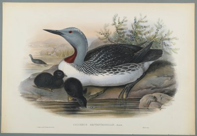 Colymbus Septentrionalis：Red Throated Diver（カラーリソウーヴペーパー） 作： John Gould