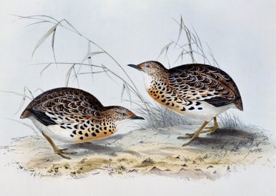 ボタンウズラ（Turnix sylvatica）、ジョン・グールド（1804-1881）の「Birds of Europe」からの彫刻。 作： John Gould
