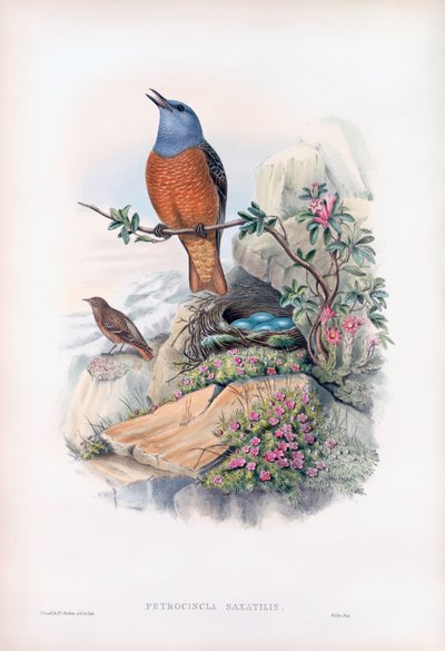 コモン・ロック・トラッシュ 作： John Gould