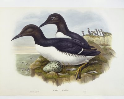 ウミガラス（Uria aalge）、ジョン・グールド、ウィリアム・ハート、H・C・リヒターによるエングレーヴィング 作： John Gould