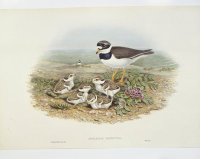 コモン・リングド・チドリ（Charadrius hiaticula）、イラスト 作： John Gould