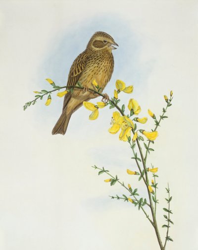 コーン・バンティング（Miliaria o Emberiza calandra）、ジョン・グールドによるエングレーヴィング 作： John Gould