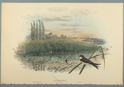 Cotyle Riparia（織り紙にカラーリソ） 作： John Gould