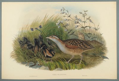 Crex Pratensis-ランドレールまたはコーンクレーン（織り紙のカラーリソ） 作： John Gould