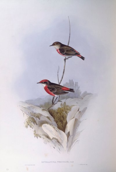 クリムゾン・チャット（Epthianura tricolour）、ジョン・グールドによるエングレーヴィング 作： John Gould