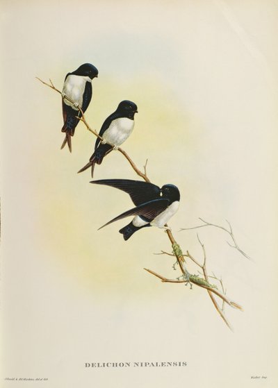 Delichon nipalensis、「ヒマラヤ山脈からの鳥の世紀」、1830年から32年 作： John Gould