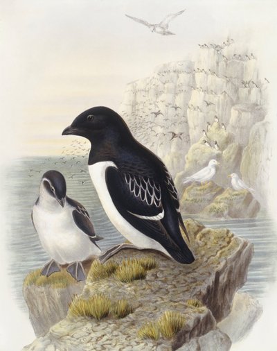 Dovekie（Alle alle）、John Gouldによるエングレーヴィング 作： John Gould