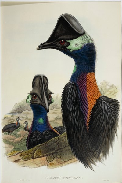 ドワーフ・カソワリ Casuarius bennetti, エングレービング 作： John Gould
