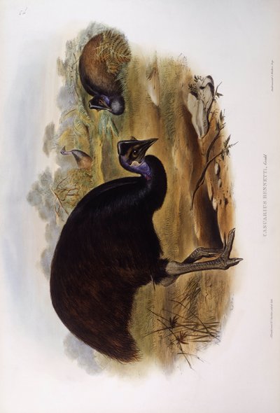 ヒメハクイドリ（Casuarius bennetti）、ジョン・グールドの版画 作： John Gould