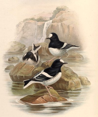 Enicnrns sconleri 作： John Gould