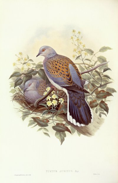 ヨーロッパのキジバト（Streptopelia turtur）、ジョン・グールドによるエングレーヴィング 作： John Gould