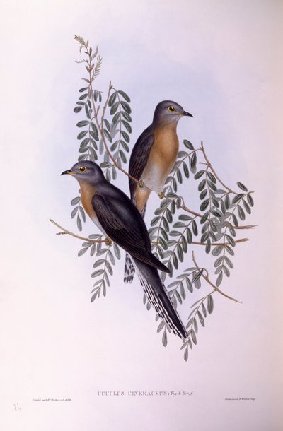 ファンテイルド・カッコウ（Cacomantis flabelliformis）、ジョン・グールドによるエングレーヴィング 作： John Gould