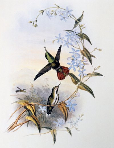 キイロイトリ・アウルビル（Avocettula recurvirostris） 作： John Gould