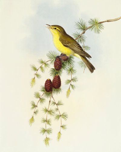 ヒタキ（Ficedula hypolaris）、John Gouldによるエングレーヴィング 作： John Gould