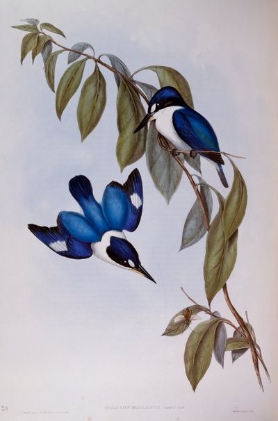 森のカワセミ（Halcyon Macleay）、「Birds of Australia」の刻印 作： John Gould