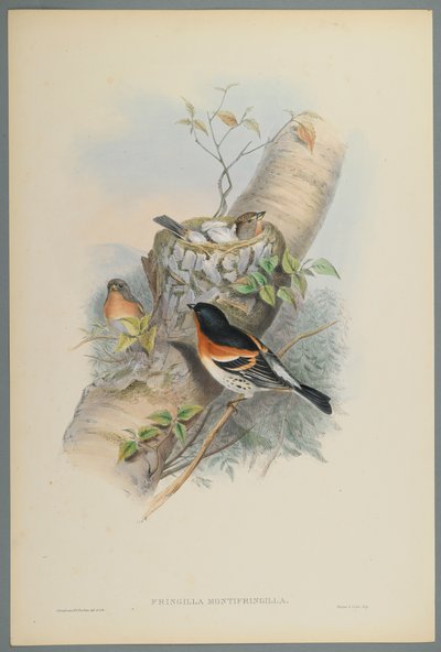 Fringilla Montifringilla-Bramblefinsh（織り紙にカラーリソ） 作： John Gould
