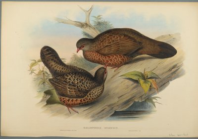 Galloperdix Spadiceus（織り紙にカラーリソ） 作： John Gould