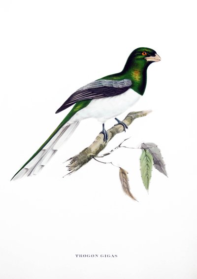 巨大なトロゴン、インドの鳥、ジョン・グールド（1804-1881）の著書 "Tropical Birds "からのエングレーヴィング。 作： John Gould