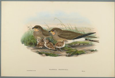 Glareola Pratincola-一般的なPratincole（織り紙にカラーリソ） 作： John Gould