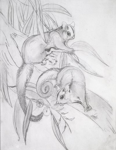滑空ポッサム（鉛筆） 作： John Gould
