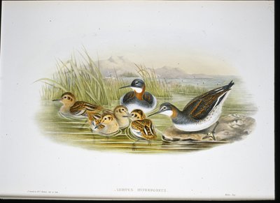 光沢のあるトキ (Falcinellus Igneus) (手彩色のリソ) 作： John Gould