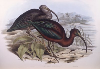 グロッシー・トキ（Plegadis falcinellus）、ジョン・グールドによるエングレーヴィング 作： John Gould