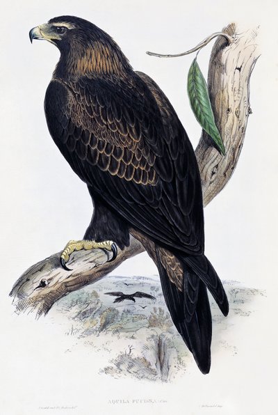 イヌワシ（Aquila chrysaetos）、リトグラフ、ジョン・グールド（1804-1881）作「Birds of Australia and Great Britain」より、イギリス 作： John Gould